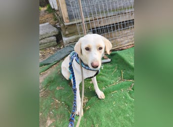 Scarlett beschützte 10 Leben - jetzt hat sie eines für sich verdient - aktuell in Rumänien