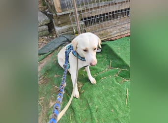 Scarlett beschützte 10 Leben - jetzt hat sie eines für sich verdient - aktuell in Rumänien