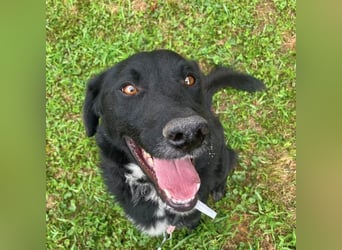 Benji ein freundlicher Schatz