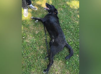 Diesel ein Menschen liebender Bub