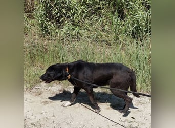 Diesel ein Menschen liebender Bub