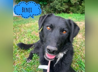 Benji ein freundlicher Schatz