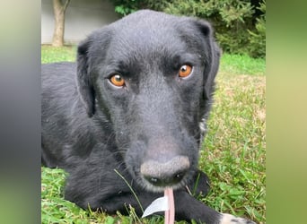 Benji ein freundlicher Schatz