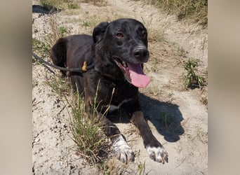 Diesel ein Menschen liebender Bub