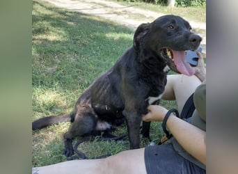 Diesel ein Menschen liebender Bub