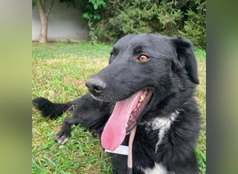 Benji ein freundlicher Schatz