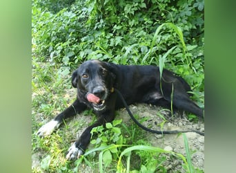 Diesel ein Menschen liebender Bub