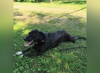 Diesel ein Menschen liebender Bub