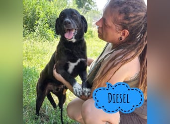Diesel ein Menschen liebender Bub