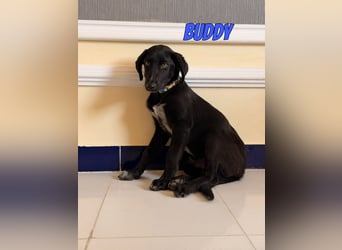 Buddy, 03/26 - süßes Schlappohr sucht Familie in 04205 Leipzig