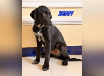 Buddy, 03/26 - süßes Schlappohr sucht Familie in 04205 Leipzig