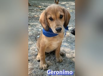 Geronimo, 02/26 - Hübscher Bub hofft auf eine Zukunft