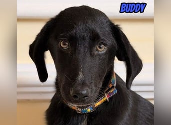Buddy, 03/26 - süßes Schlappohr sucht Familie in 04205 Leipzig