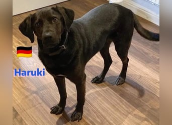 Haruki, 11/18 - VERMITTLUNGSHILFE, sucht DRINGEND