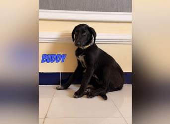 Buddy, 03/26 - süßes Schlappohr sucht Familie in 04205 Leipzig