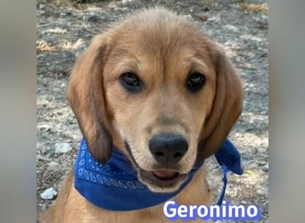 Geronimo, 02/26 - Hübscher Bub hofft auf eine Zukunft