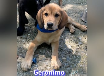 Geronimo, 02/26 - Hübscher Bub hofft auf eine Zukunft