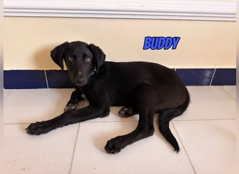 Buddy, 03/26 - süßes Schlappohr sucht Familie in 04205 Leipzig