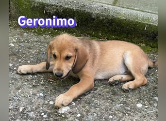 Geronimo, 02/26 - Hübscher Bub hofft auf eine Zukunft