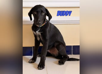Buddy, 03/26 - süßes Schlappohr sucht Familie in 04205 Leipzig