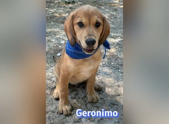 Geronimo, 02/26 - Hübscher Bub hofft auf eine Zukunft