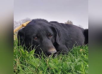 Ollie - wartet auf einfühlsame Menschen