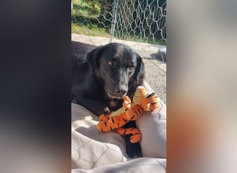 Ollie - wartet auf einfühlsame Menschen