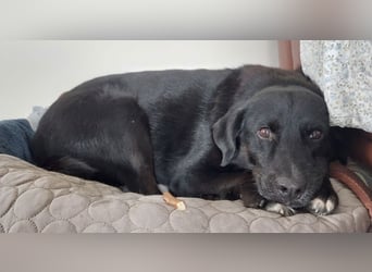 Ollie - wartet auf einfühlsame Menschen