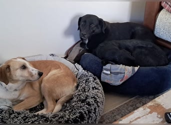 Ollie - wartet auf einfühlsame Menschen