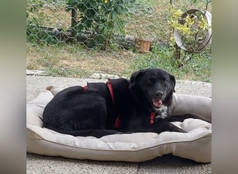 Ollie - wartet auf einfühlsame Menschen