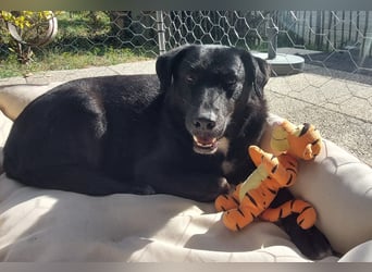 Ollie - wartet auf einfühlsame Menschen