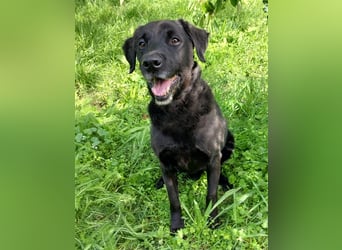 Gustav: rüstiger Rentner sucht Gnadenbrot!