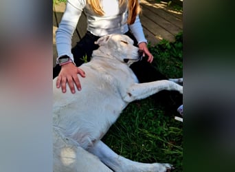 ZUHAUSE GESUCHT FÜR LAYLA, Pflegestelle in Florstadt