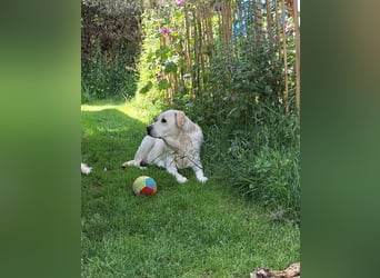 ZUHAUSE GESUCHT FÜR LAYLA, Pflegestelle in Florstadt