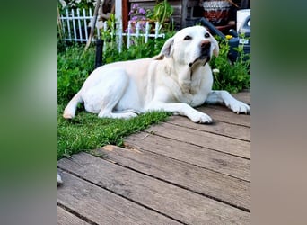 ZUHAUSE GESUCHT FÜR LAYLA, Pflegestelle in Florstadt