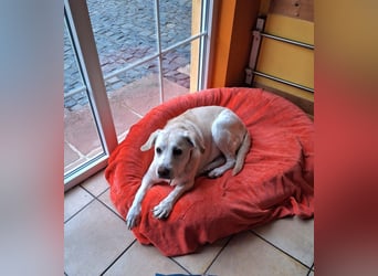 ZUHAUSE GESUCHT FÜR LAYLA, Pflegestelle in Florstadt