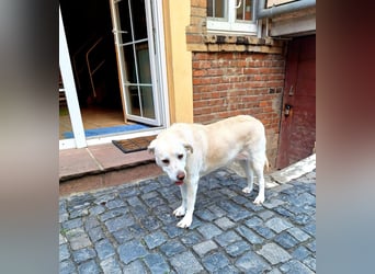 ZUHAUSE GESUCHT FÜR LAYLA, Pflegestelle in Florstadt