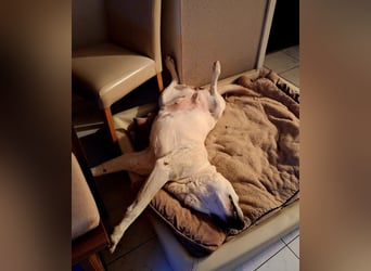 ZUHAUSE GESUCHT FÜR LAYLA, Pflegestelle in Florstadt