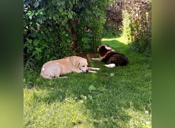 ZUHAUSE GESUCHT FÜR LAYLA, Pflegestelle in Florstadt