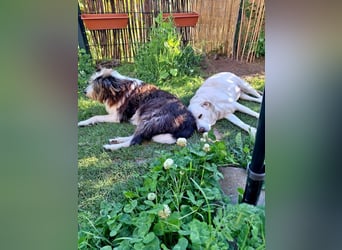 ZUHAUSE GESUCHT FÜR LAYLA, Pflegestelle in Florstadt