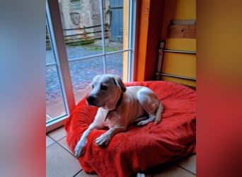 ZUHAUSE GESUCHT FÜR LAYLA, Pflegestelle in Florstadt