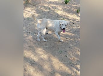 Johnny - (m)ein Freund fürs Leben