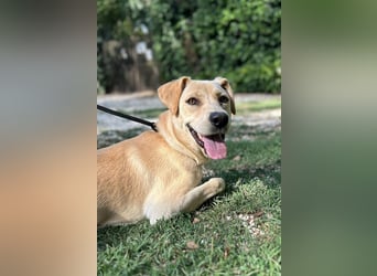 Tyler - fröhlicher Labrador auf Entdeckungstour