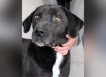 Norgen - Potential zum Traumhund