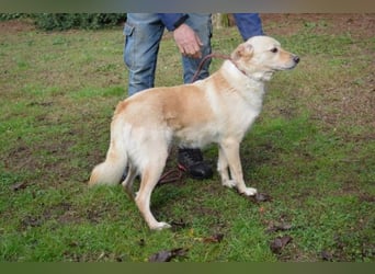 Dario - Warum eigentlich nicht ich?