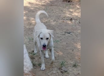 Johnny - (m)ein Freund fürs Leben