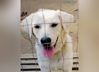 Johnny - (m)ein Freund fürs Leben