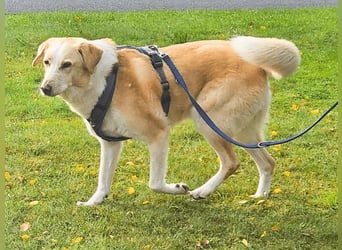 Teddy - Sechs Jahre Treue und nun soll er gehen