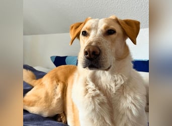 Teddy - Sechs Jahre Treue und nun soll er gehen