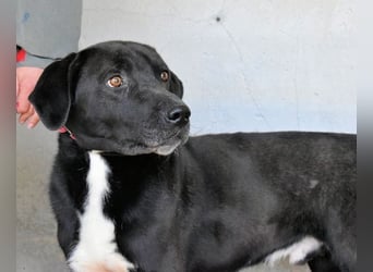 Norgen - Potential zum Traumhund